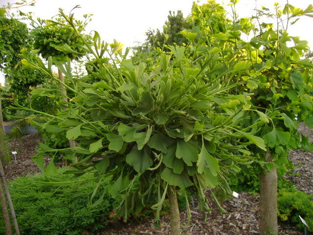Jinan dvoulaločný 'Globus' - Ginkgo biloba 'Globus'