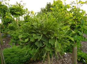 Jinan dvoulaločný 'Globus' - Ginkgo biloba 'Globus'