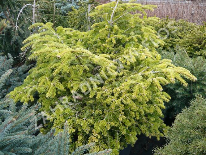 Jedle kavkazská 'Barabits Compact' - Abies nordmanniana 'Barabits Compact'
