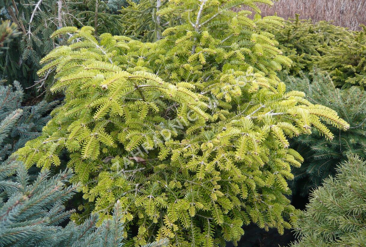 Jedle kavkazská 'Barabits Compact' - Abies nordmanniana 'Barabits Compact'