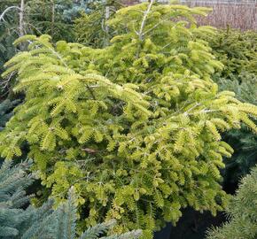 Jedle kavkazská 'Barabits Compact' - Abies nordmanniana 'Barabits Compact'