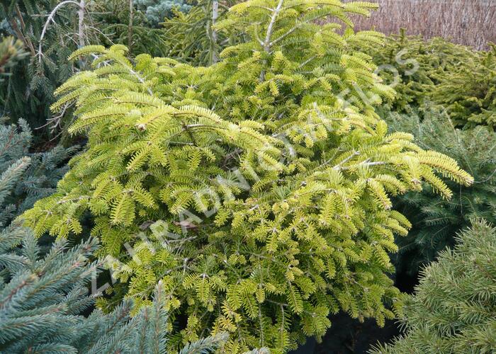 Jedle kavkazská 'Barabits Compact' - Abies nordmanniana 'Barabits Compact'