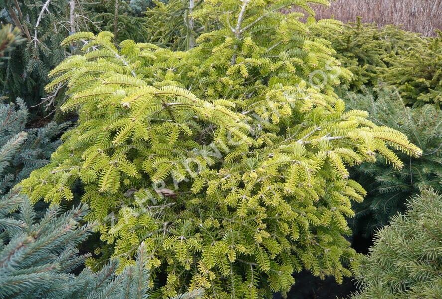 Jedle kavkazská 'Barabits Compact' - Abies nordmanniana 'Barabits Compact'