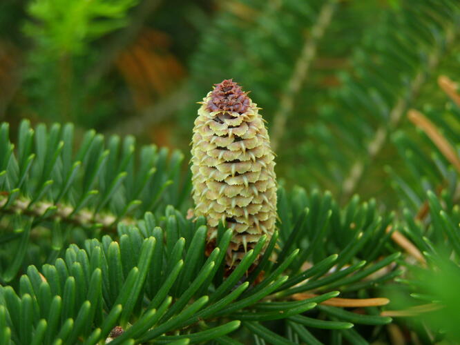 Jedle Fraserova - Abies fraseri