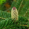 jedle Fraserova - Abies fraseri