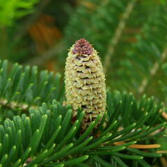 Jedle Fraserova - Abies fraseri