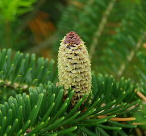 Jedle Fraserova - Abies fraseri