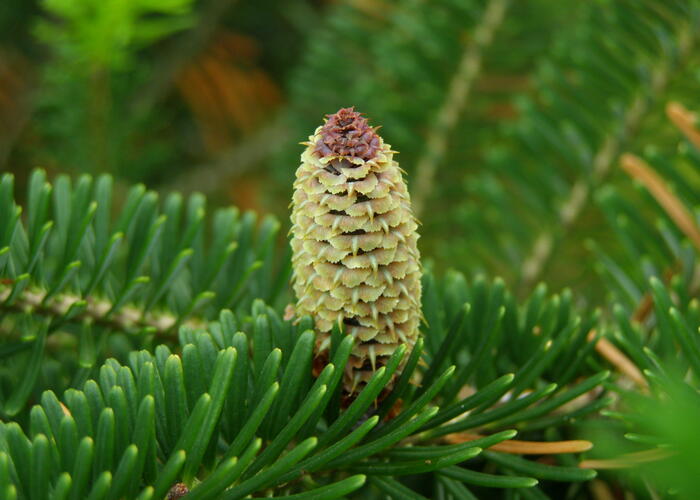 Jedle Fraserova - Abies fraseri