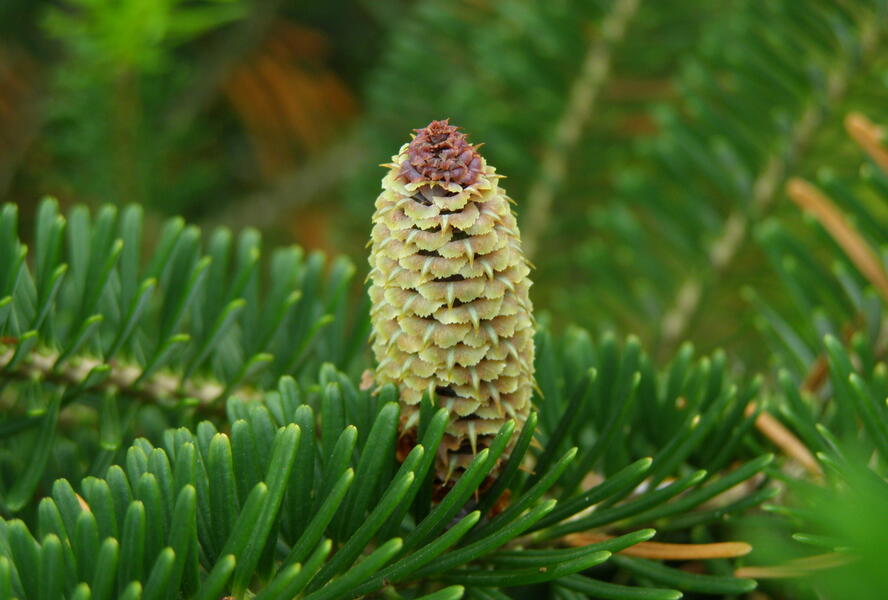 Jedle Fraserova - Abies fraseri
