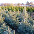 Jedle ojíněná 'Glauca' - Abies concolor 'Glauca'