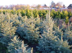 Jedle ojíněná 'Glauca' - Abies concolor 'Glauca'