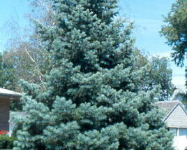 Jedle ojíněná 'Glauca'