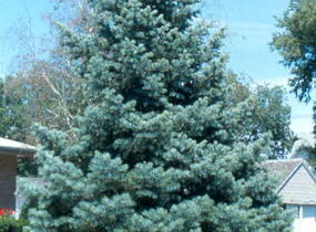 Jedle ojíněná 'Glauca' - Abies concolor 'Glauca'