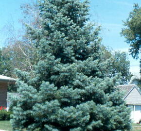 Jedle ojíněná 'Glauca' - Abies concolor 'Glauca'