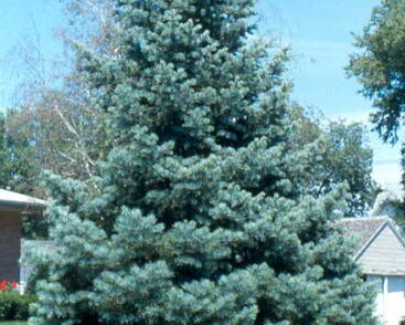 Jedle ojíněná 'Glauca'