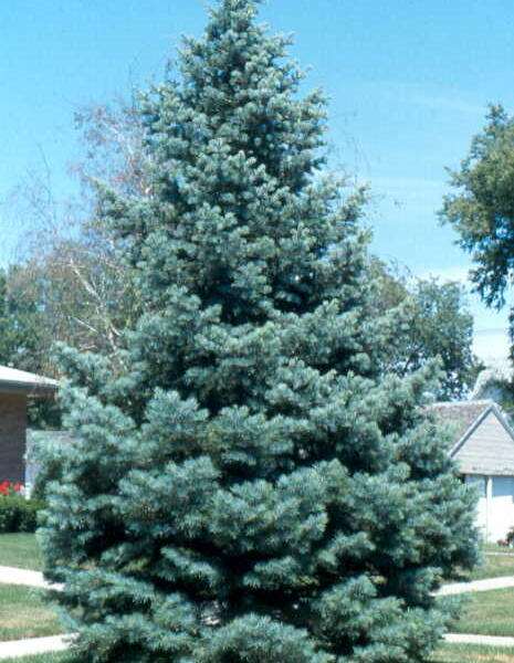 Jedle ojíněná 'Glauca' - Abies concolor 'Glauca'