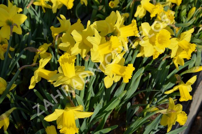 Narcis mix - Narcissus mix