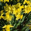 Narcis mix - Narcissus mix