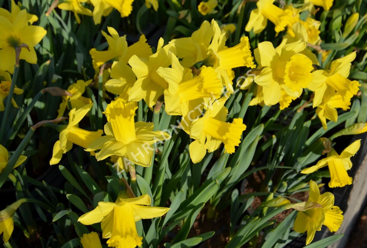 Narcis mix - Narcissus mix