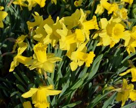 Narcis mix