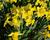 Narcis mix
