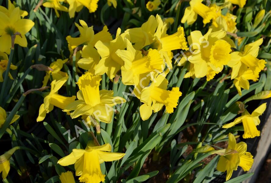 Narcis mix - Narcissus mix