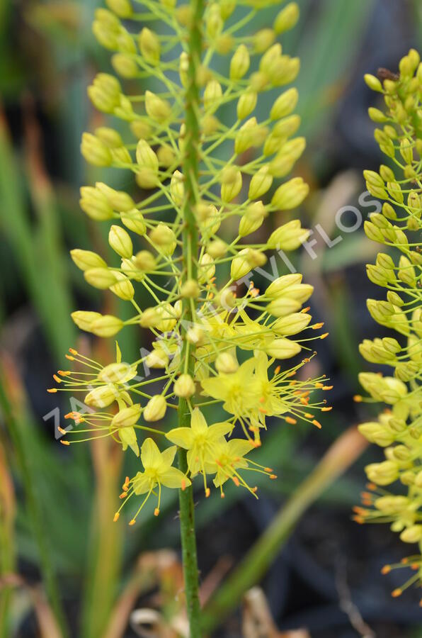 Liliochvostec úzkolistý var. bungei - Eremurus stenophyllus var. bungei