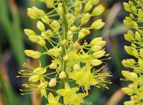 Liliochvostec úzkolistý var. bungei - Eremurus stenophyllus var. bungei