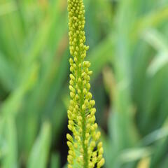 Liliochvostec úzkolistý var. bungei - Eremurus stenophyllus var. bungei