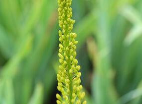 Liliochvostec úzkolistý var. bungei - Eremurus stenophyllus var. bungei