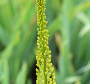 Liliochvostec úzkolistý var. bungei - Eremurus stenophyllus var. bungei