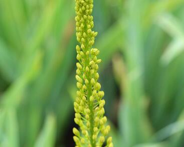 Liliochvostec úzkolistý var. bungei