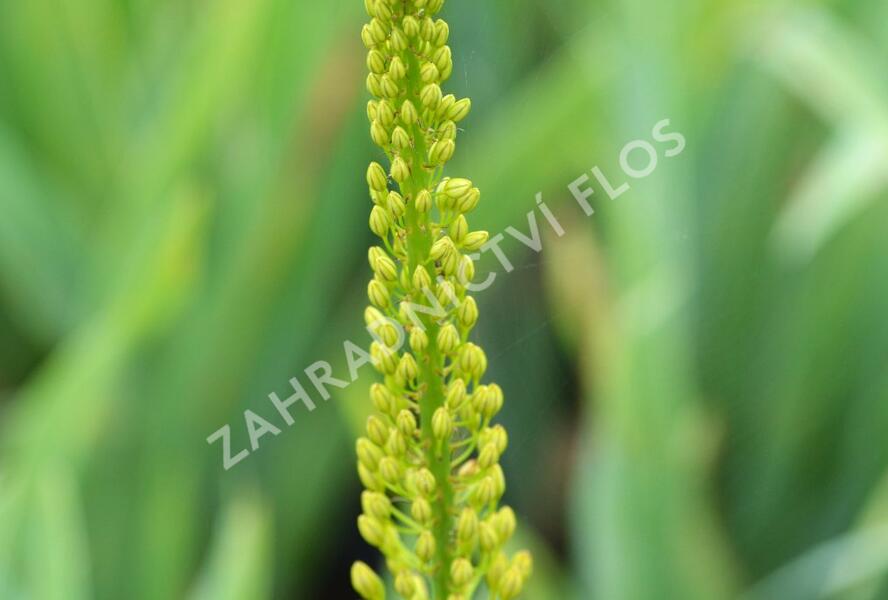 Liliochvostec úzkolistý var. bungei - Eremurus stenophyllus var. bungei