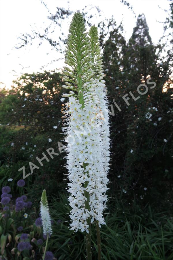 Liliochvostec himalájský - Eremurus himalaicus