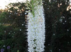 Liliochvostec himalájský - Eremurus himalaicus