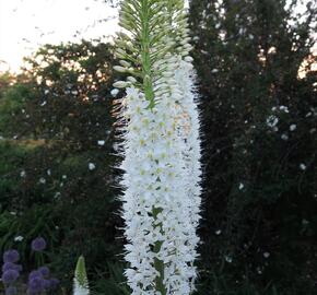 Liliochvostec himalájský - Eremurus himalaicus