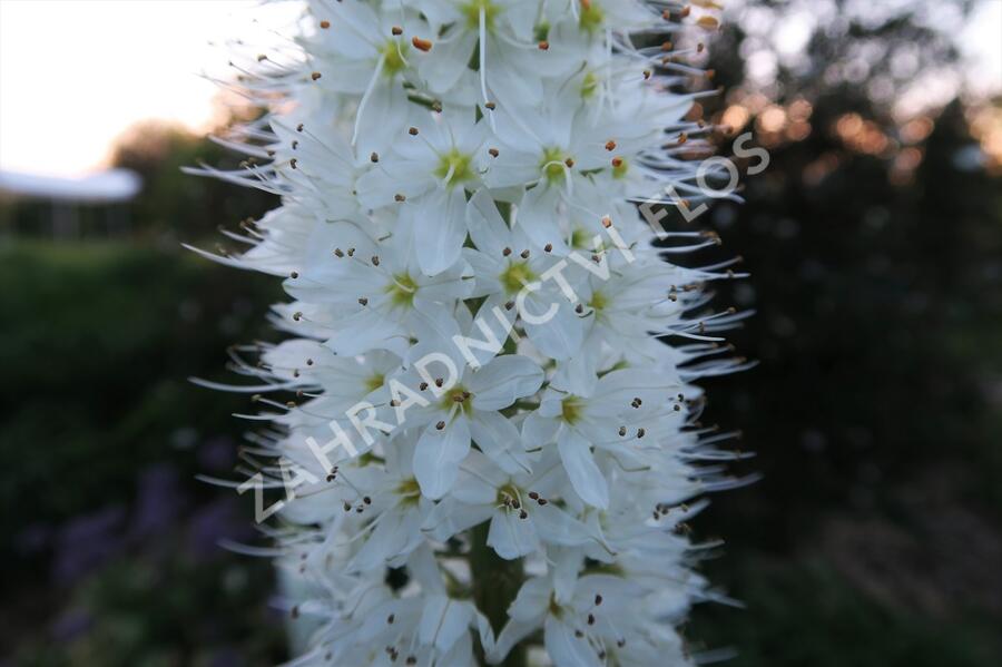 Liliochvostec himalájský - Eremurus himalaicus