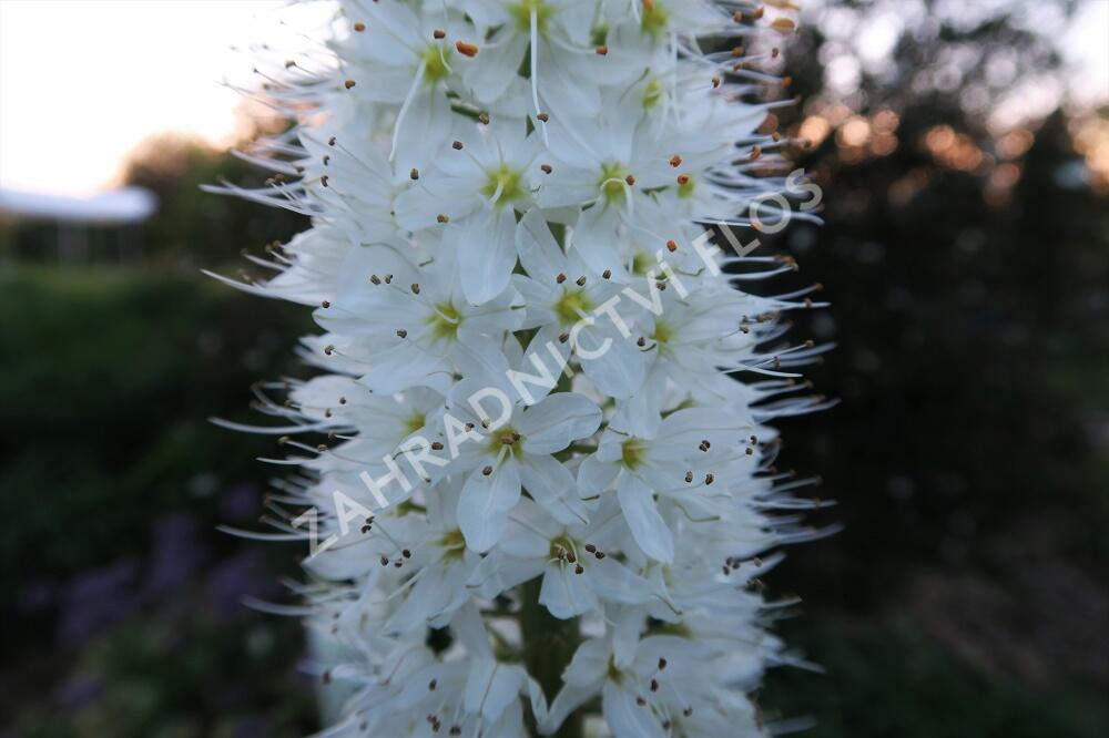 Liliochvostec himalájský - Eremurus himalaicus