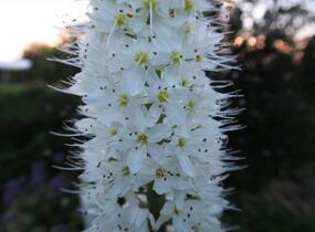 Liliochvostec himalájský - Eremurus himalaicus