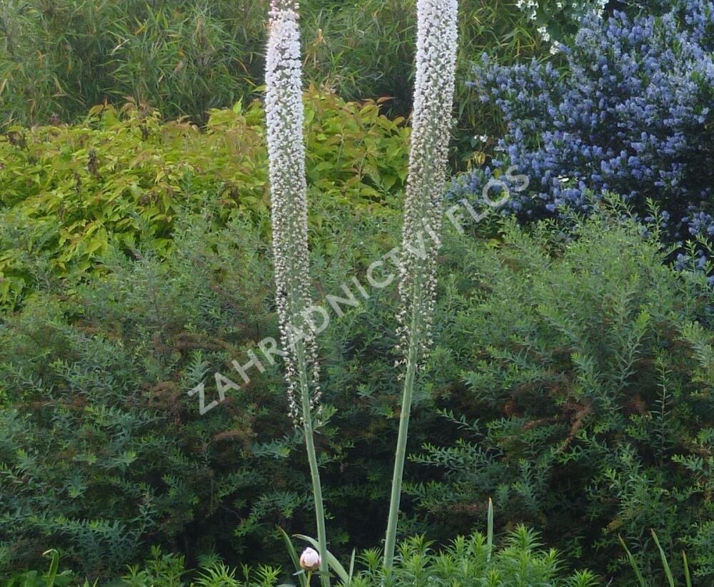 Liliochvostec himalájský - Eremurus himalaicus