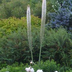 Liliochvostec himalájský - Eremurus himalaicus
