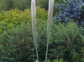 Liliochvostec himalájský - Eremurus himalaicus