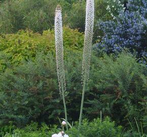 Liliochvostec himalájský - Eremurus himalaicus