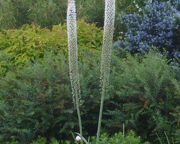 Liliochvostec himalájský