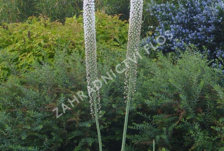 Liliochvostec himalájský - Eremurus himalaicus