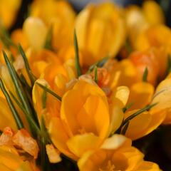 Krokus, šafrán 'Gelb' - Crocus 'Gelb'