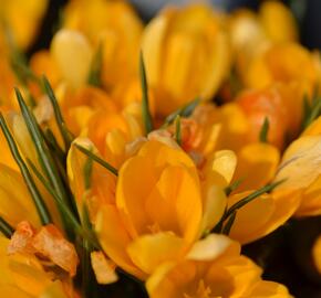 Krokus, šafrán 'Gelb' - Crocus 'Gelb'