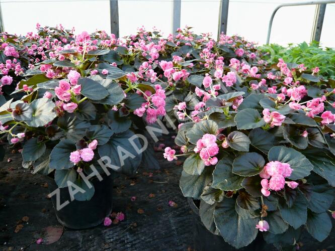 Begónie stálokvětá, ledovka, voskovka 'Doublet Pink' - Begonia semperflorens 'Doublet Pink'