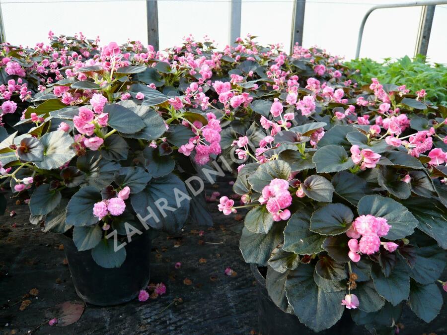 Begónie stálokvětá, ledovka, voskovka 'Doublet Pink' - Begonia semperflorens 'Doublet Pink'