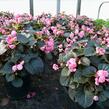 Begónie stálokvětá, ledovka, voskovka 'Doublet Pink' - Begonia semperflorens 'Doublet Pink'